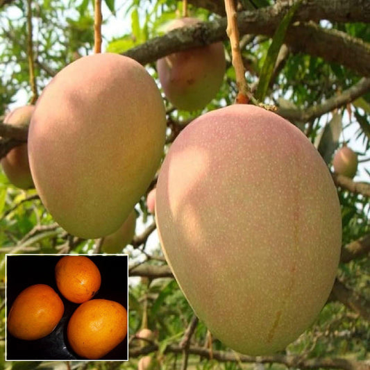 Goa Mankurad Variety Grafted Aam Fruit Plant (1.5-3 Feet Height)