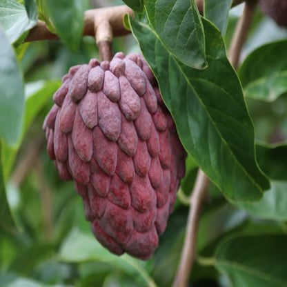 Red Custard Apple Sugar Apple Sitafal Ata Grafted Fruit Plant