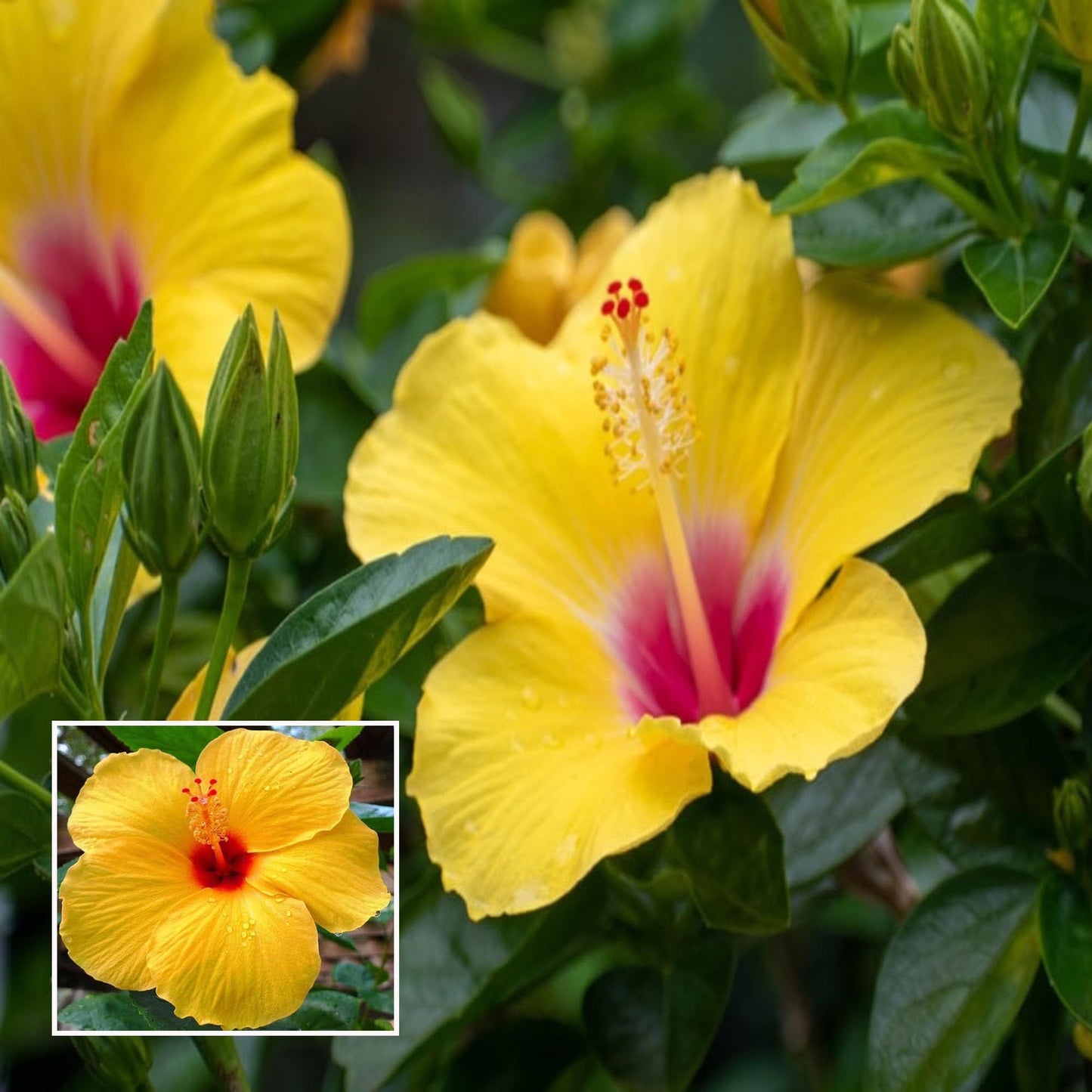 Yellow Colour Hybrid Hibiscus Joba Gudhal Flower Plant
