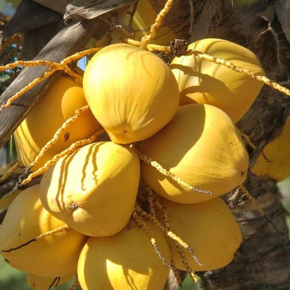 Malaysian Orange Coconut Nariyal Hybrid Dwarf Fruit Plant