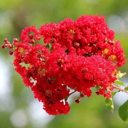 Red Colour Furush Flower Plant (1-2 Feet Height)