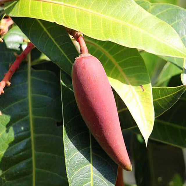 Chili Lajiao Mango Aam Grafted Fruit Plant