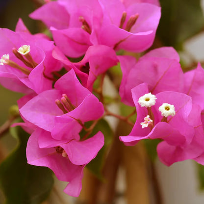 Pink Colour Bougainvillea Kagoj Ful Shrubs Flower Plant