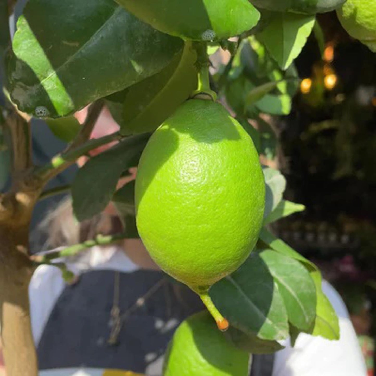 Kagzi Lemon All Time Lemon Nimbu Layering/Grafted Fruit Plant