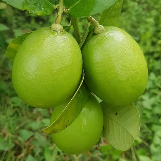 Seedless All Time Lemon Nimbu Layering/Grafted Fruit Plant (1-2 Feet Height)