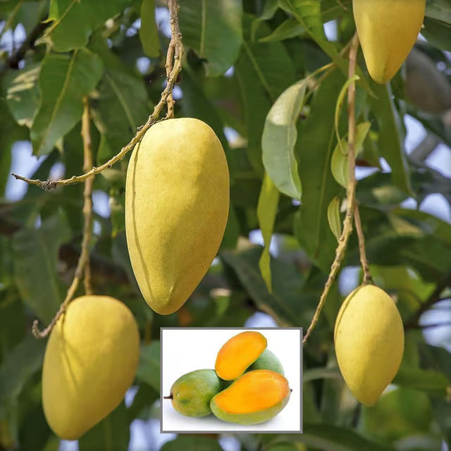 Langra King Of Mango Aam Grafted Fruit Plant (1.5-3 Feet Height)