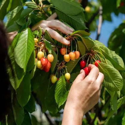 Apple Cherry Original Grafted Fruit Plant (1.5-3 Feet Height)