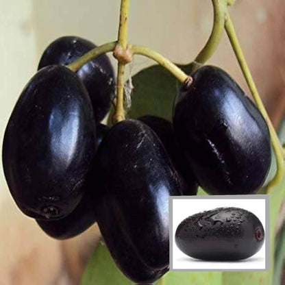 Thai KG 10 Black Jamun Jambolan Jam Grafted Fruit Plant