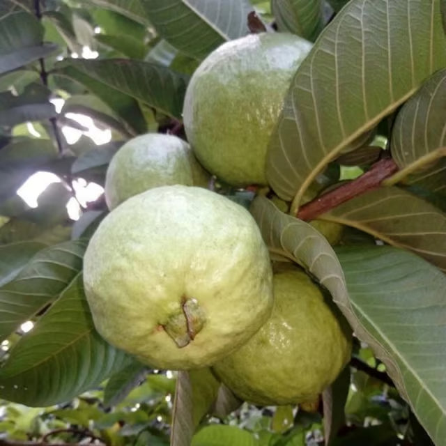 Allahabad Safeda Guava Amrood Layering/Grafted Fruit Plant