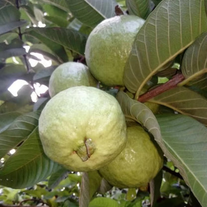 Allahabad Safeda Guava Amrood Layering/Grafted Fruit Plant