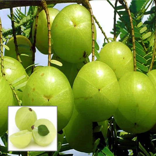 Sweet Banaras Amla Gooseberries Amloki Grafted Fruit Plant