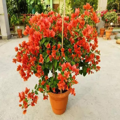 Orange Colour Bougainvillea Kagoj Ful Shrubs Flower Plant (1-2 Feet Height)