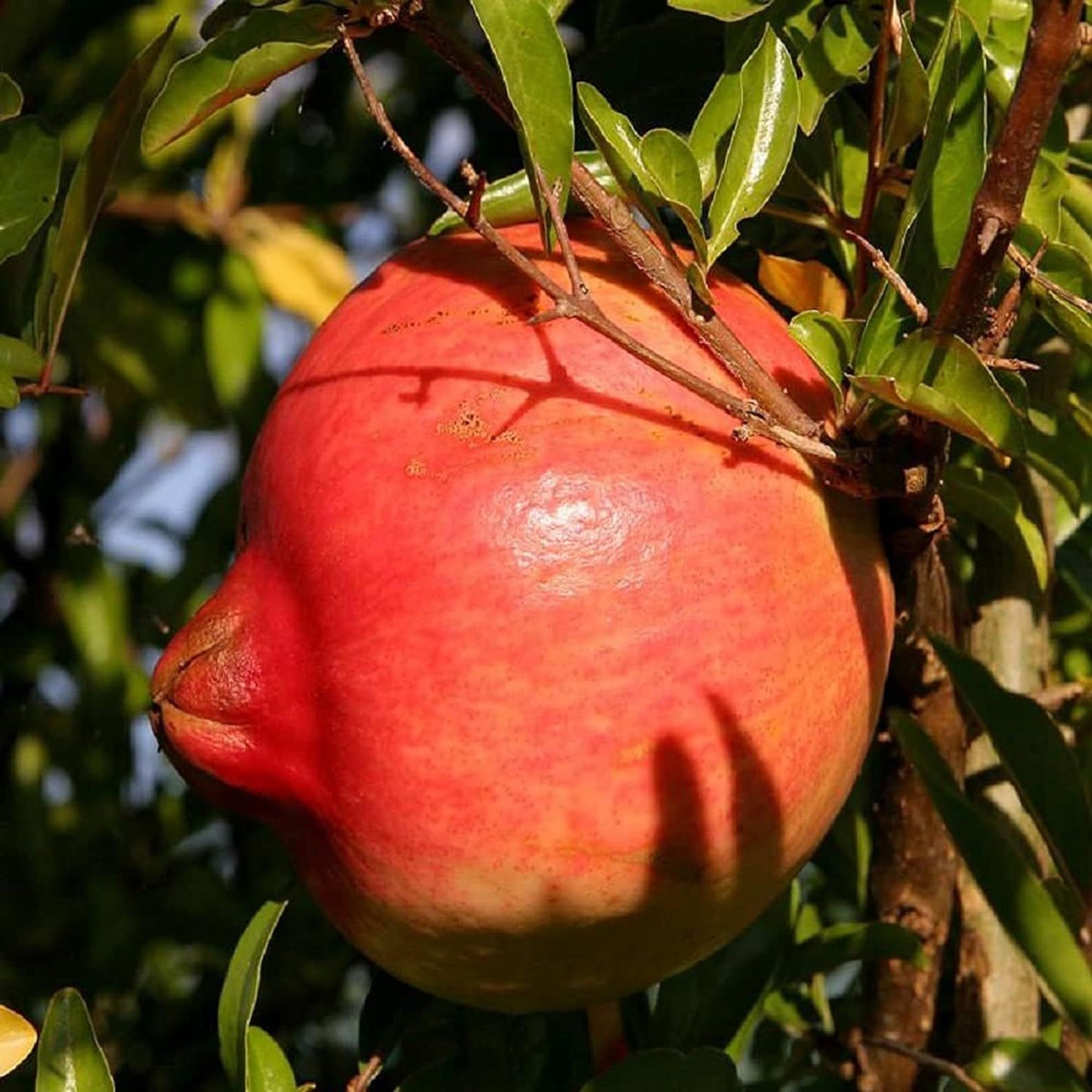 Anar Ganesh Pomegranate Layering/Grafted Fruit Plant