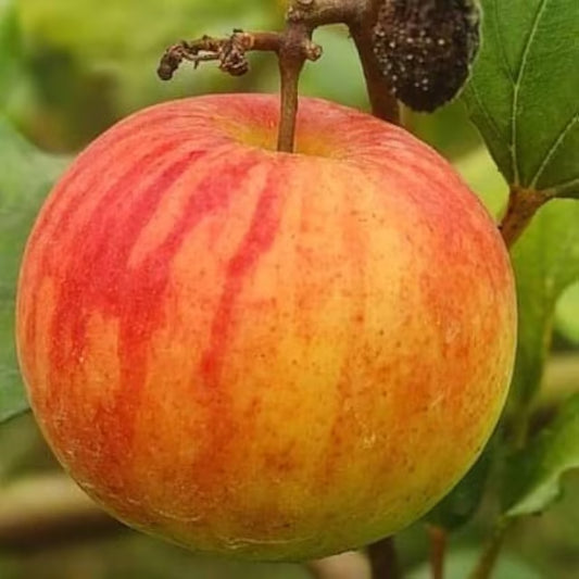 Ball Sundari Apple Ber Jujube Kul Grafted Fruit Plant