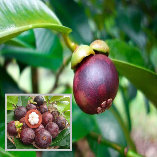 Mangosteen Fruit Plant (1.5-3 Feet Height)
