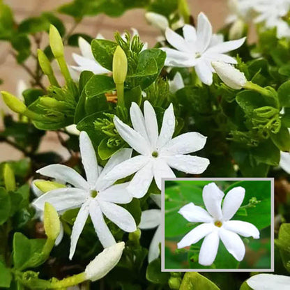 Juhi Jasminum auriculatum Fragrant Flower Plant