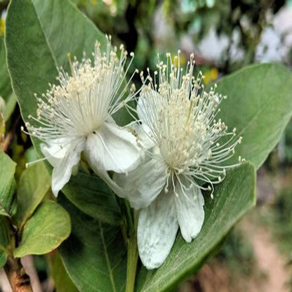 Allahabad Safeda Guava Amrood Layering/Grafted Fruit Plant
