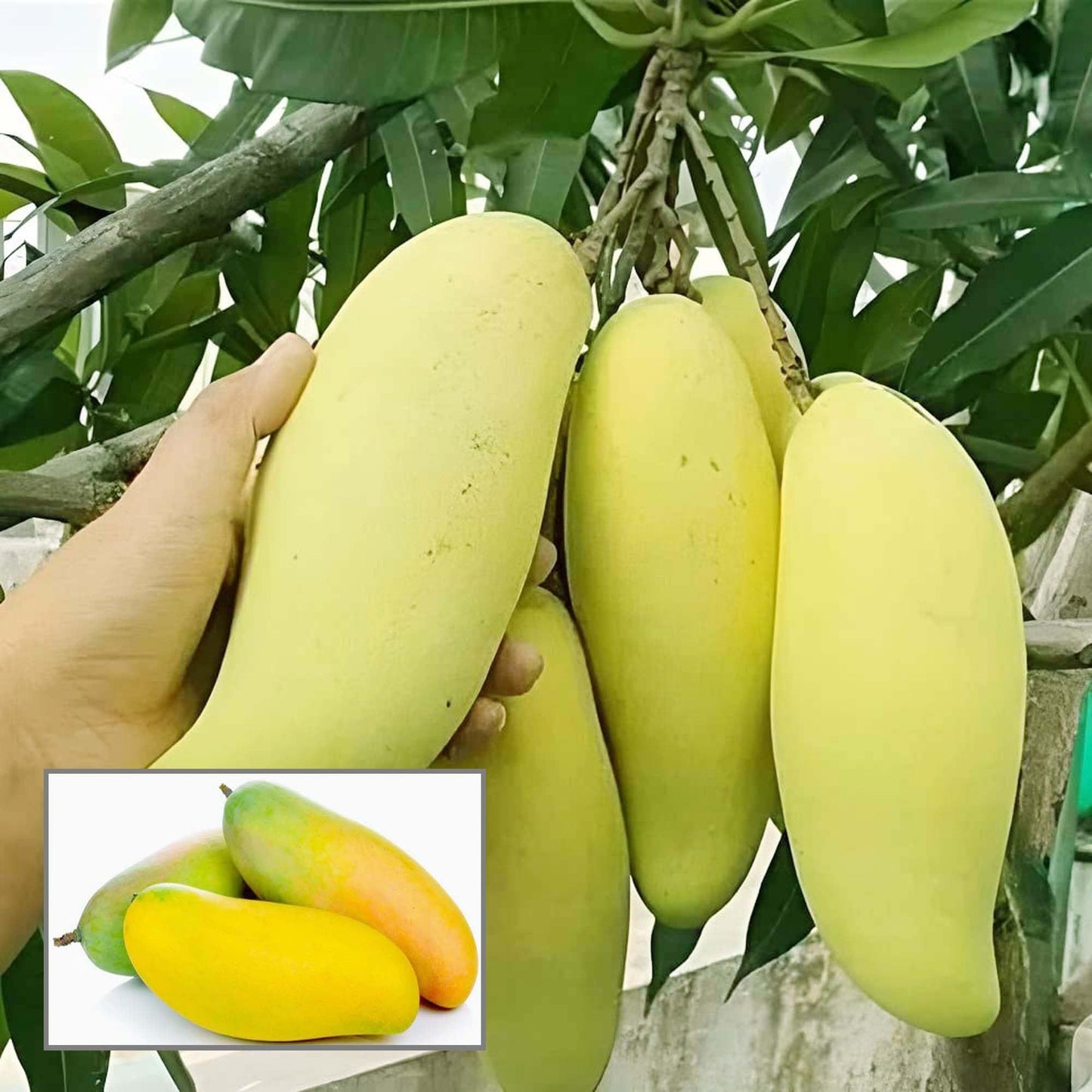 Banana Mango Aam Grafted Fruit Plant
