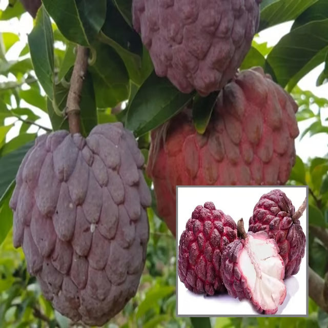 Red Custard Apple Sugar Apple Sitafal Ata Grafted Fruit Plant