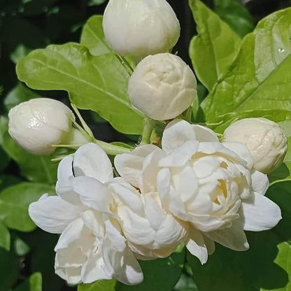 Bel Arabian Jasmine Fragrant Flower Plant