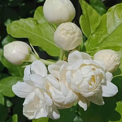 Bel Arabian jasmine Fragrant Flower Plant