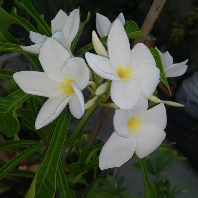 Nag Chapa Champa Plumeria Flower Plant