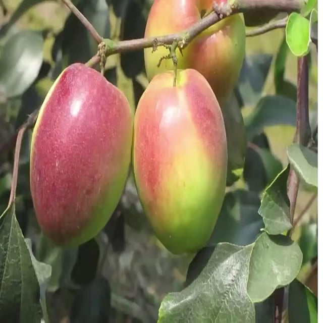 Red Sundari Apple Ber Jujube Kul Grafted Fruit Plant