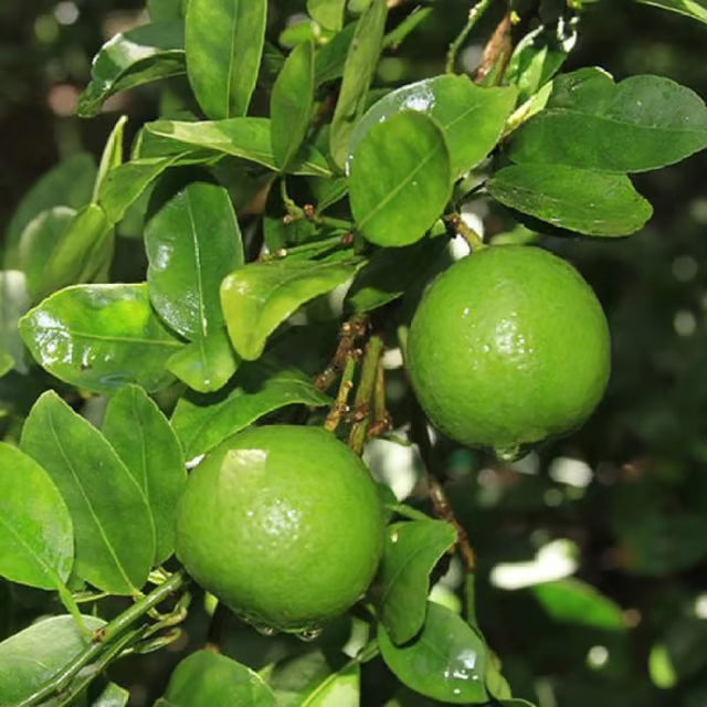 All Time Calcutta Pati Lemon Nimbu Layering/Grafted Fruit Plant