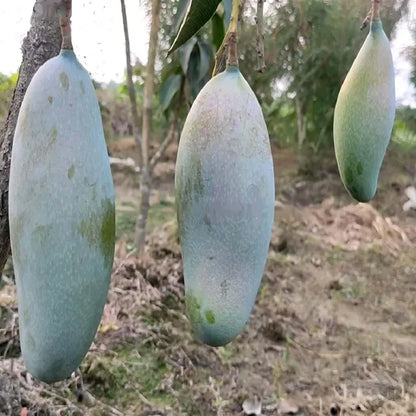 3 Taste Three Taste Mango Aam Grafted Fruit Plant (1.5-3 Feet Height)