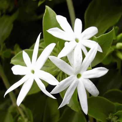 Juhi Jasminum auriculatum Fragrant Flower Plant