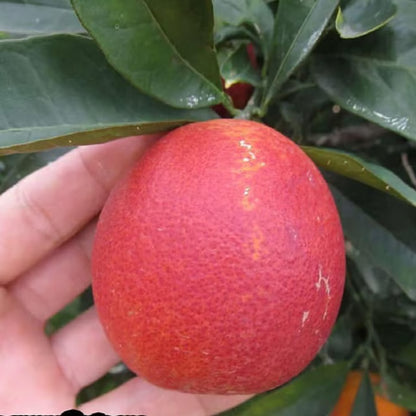 Red Malta Mosambi Grafted Fruit Plant (1.5-2 Feet Height)