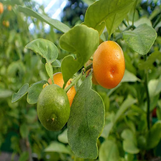 Nimbu Cot Sour All Time Lemon Nimbu Layering/Grafted Fruit Plant