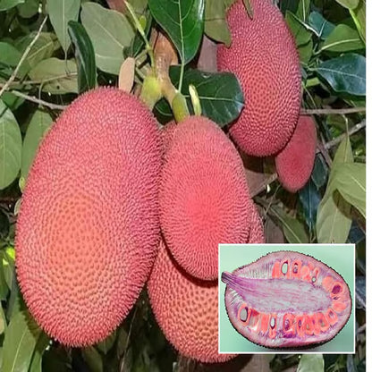 Thai Pink All Season Jackfruit Panasa Varikka Katahal Chakka Grafted Fruit Plant