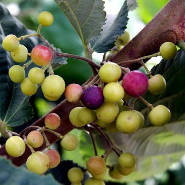 Phalsa Falsa Berry Layering/Grafted Fruit Plant