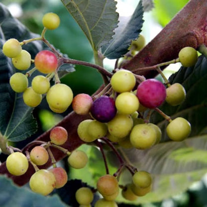 Phalsa Falsa Berry Layering/Grafted Fruit Plant