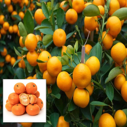 China Orange Santra Grafted Fruit Plant