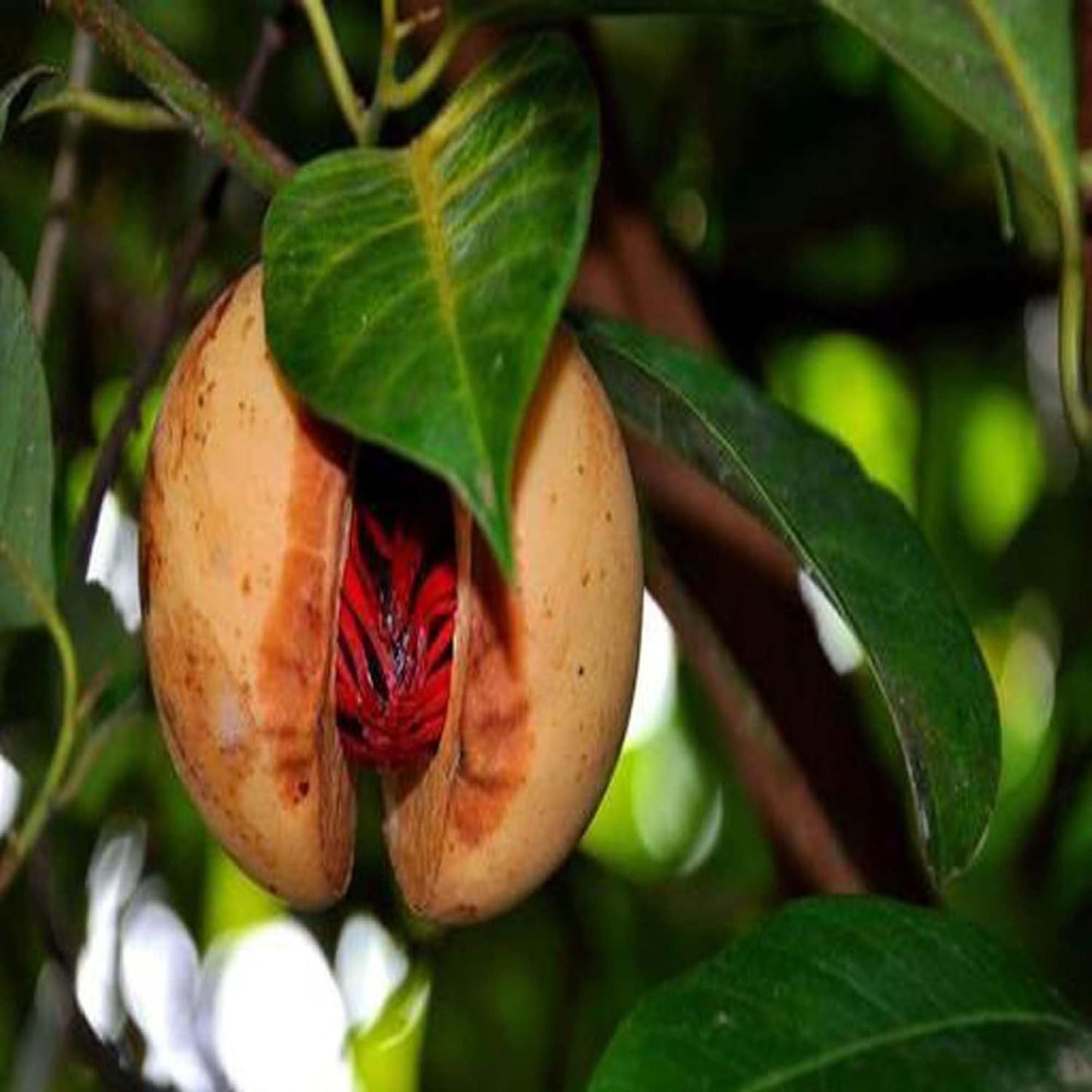 Nutmeg Jaifal Myristica Javitri Jaiphal Spice Plant (1.5-3 Feet Height)