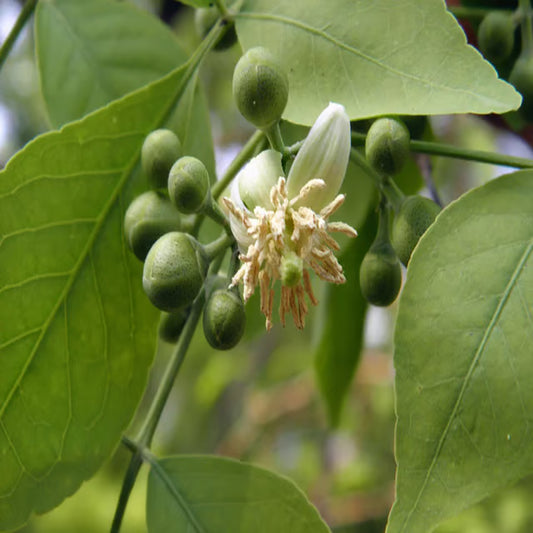 Seedling Bel Bael Bilva Fruit Plant (1.5-2 Feet Height)