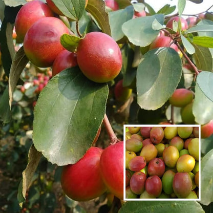 Red Sundari Apple Ber Jujube Kul Grafted Fruit Plant