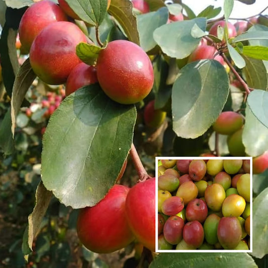 Red Sundari Apple Ber Jujube Kul Grafted Fruit Plant