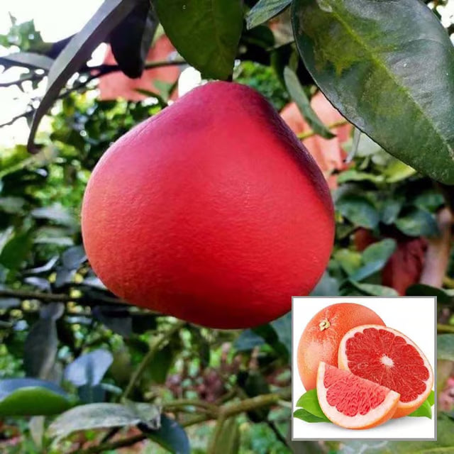 Red Pomelo Grapefruit Jambura Gaint Chakotra Batabi Lebu kambili Naranga Grafted Fruit Plant