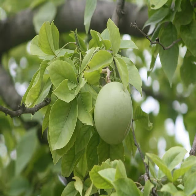 Seedling Bel Bael Bilva Fruit Plant