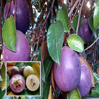 Milk Fruits Fruit Plant