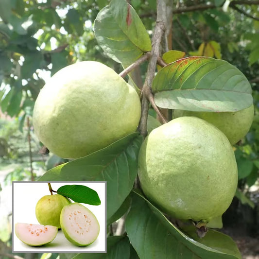Allahabad Safeda Guava Amrood Layering/Grafted Fruit Plant