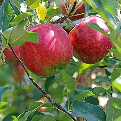 Early Fuji Low Chill Tropical Apple Seb Grafted Fruit Plant