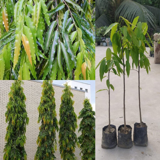 Indian Mast Tree- Debdaru Plant