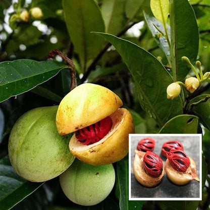 Nutmeg Jaifal Myristica Javitri Jaiphal Spice Plant (1.5-3 Feet Height)