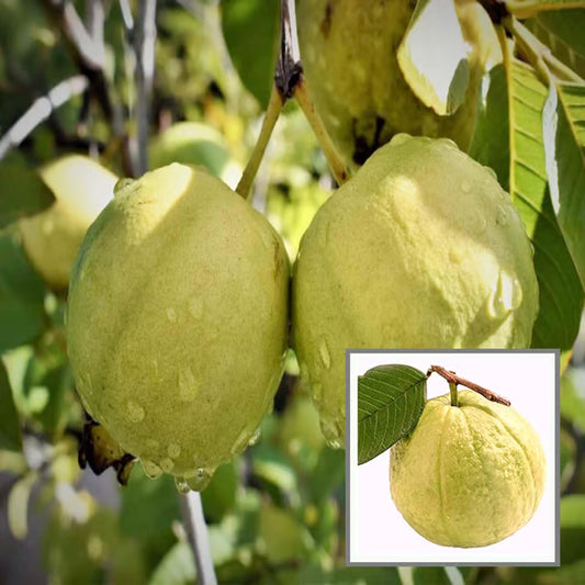 Thai Golden 8 Guava Amrood Layering/Grafted Fruit Plant