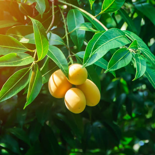 Chinna Rasam Rasalu Mango Aam Grafted Fruit Plant