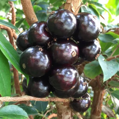 Sabara Jabuticaba Fruit Plant (1.5-3 Feet Height)
